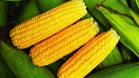 Corn