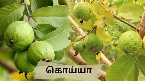 Guava Higher Yield