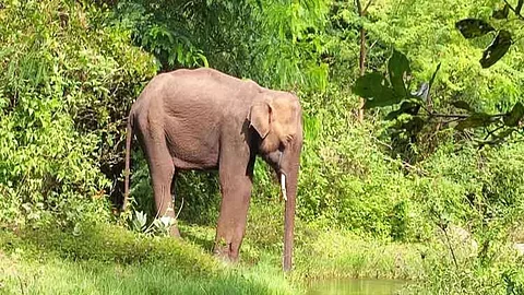 Elephant