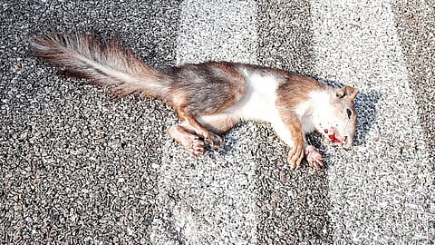 National Road Kill day
