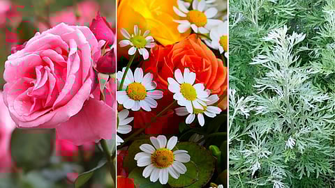 Protect your beauty...