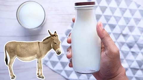 Donkey milk