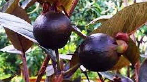Beetroot guava fruit
