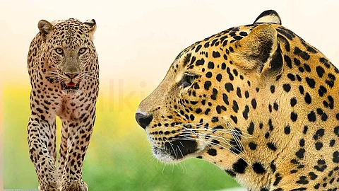 Indian leopard
