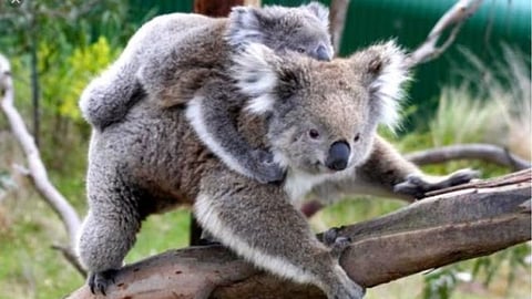 Koala bears
