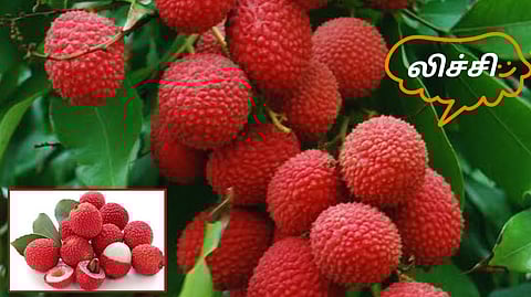 Litchi Fruit Tree