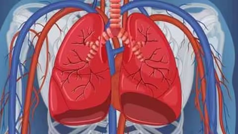 lungs