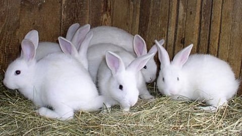Rabbits