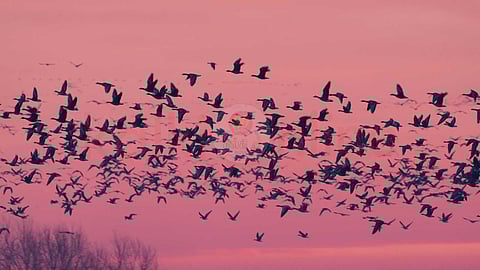 Birds