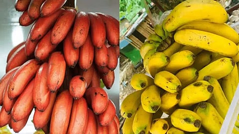 Yellow Banana Vs Red Banana