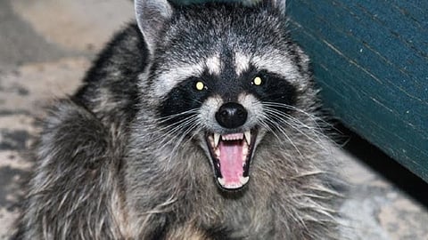 raccoon