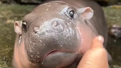 Cute baby hippo