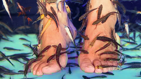 Fish Pedicure