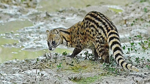 Bunukup cat