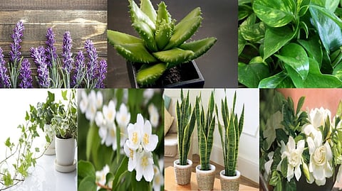 Keep these 6 plants at home for a better night's sleep!