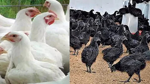 10 Popular Chicken Breeds