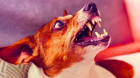 Dog Bite