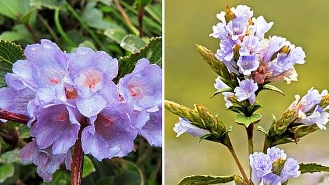Kurunji Flower