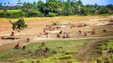 barren land