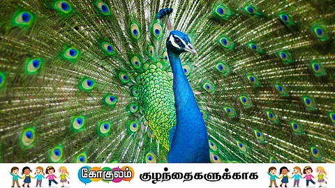 Peacock