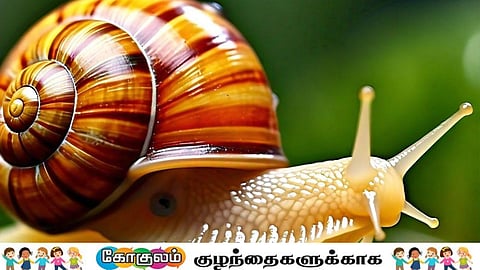 A snail is a wonderful creature