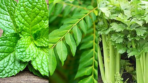 Do not cook, just chew it and eat it...