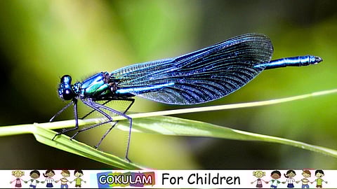 The Blue Dragonfly