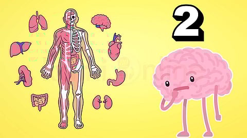 Gut is the 2nd brain