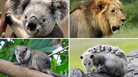 Animals that sleep for very longtime