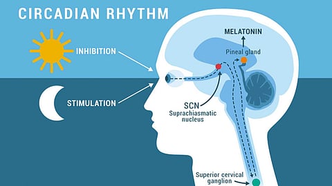Circadian Rhythm