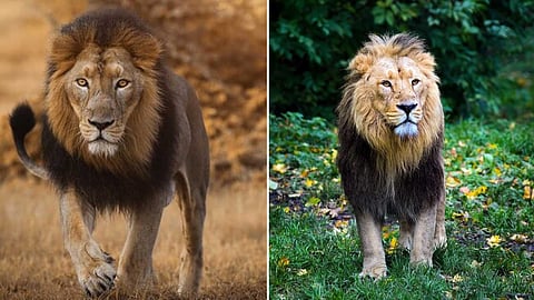 African Lions Vs Asiatic Lions