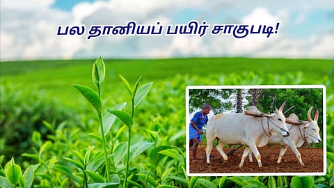 Soil Fertility