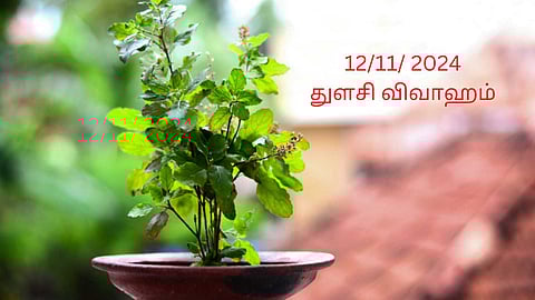 Brinda turned into a basil plant...