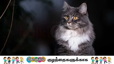 Cat