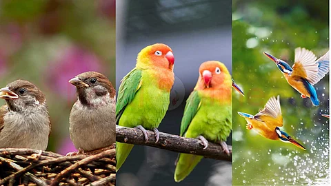 If these birds come to your house, don't chase them away!