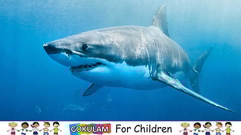 Goblin sharks live very, very deep in the ocean