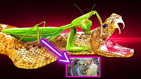 Praying Mantis