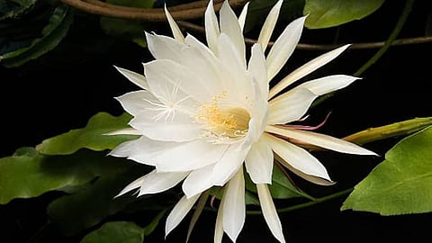 Brahma Kamalam
