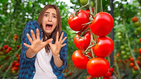 Tomato