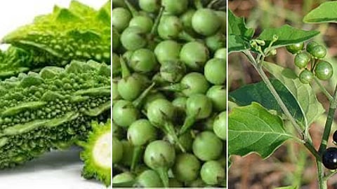 Bitter foods that give a happy life..!