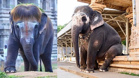 Temple Elephant