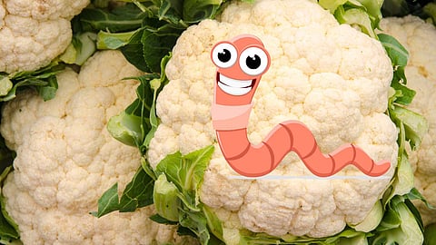 Cauliflower