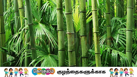 bamboo