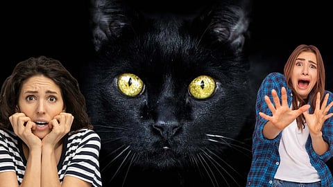 Black cat