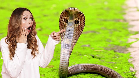 snake
