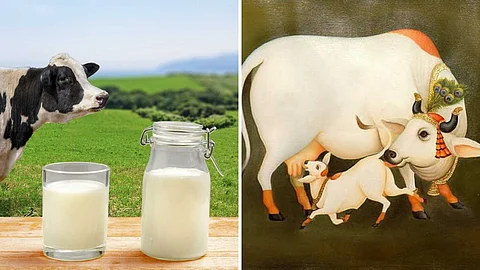 cow milk