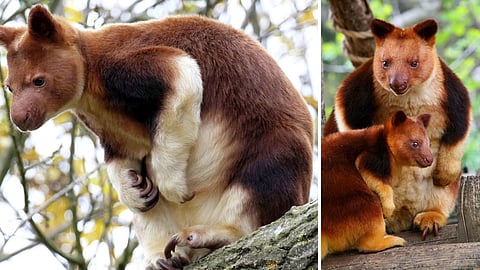 Tree kangaroo
