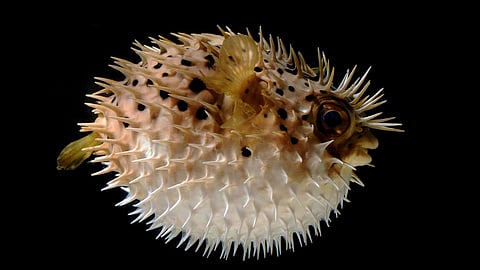 Puffer Fish