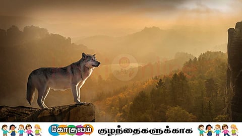 The Wisdom of the Wolf!