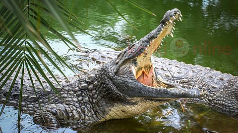 crocodiles